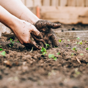 Glasgow City Council To Raise Allotment Rent By 400 In 2024 Scottish   19767b290ad57cd4b82d15af840269baa213c30e 