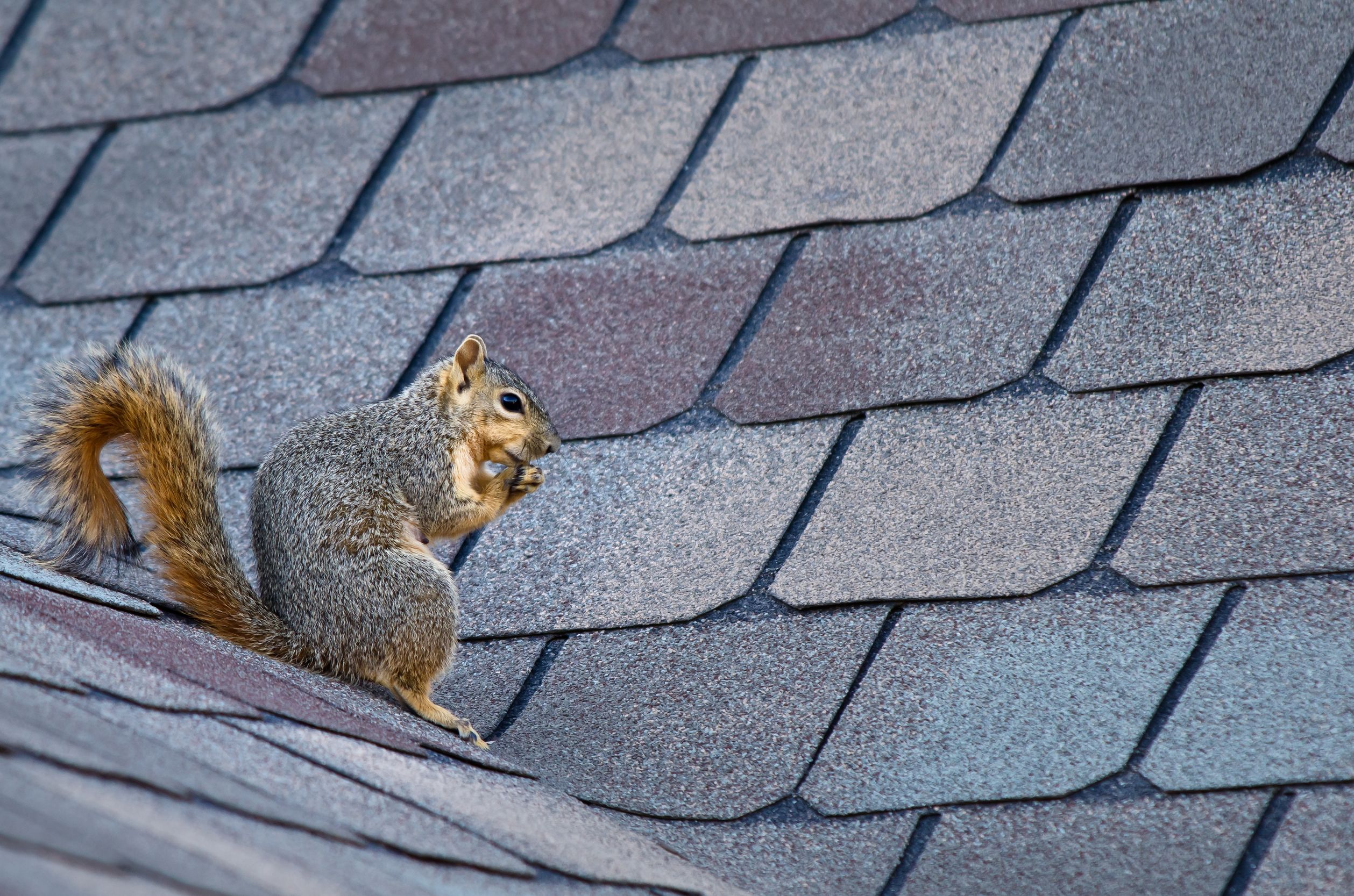 BPCA provides new guide for social housing providers on grey squirrel problem