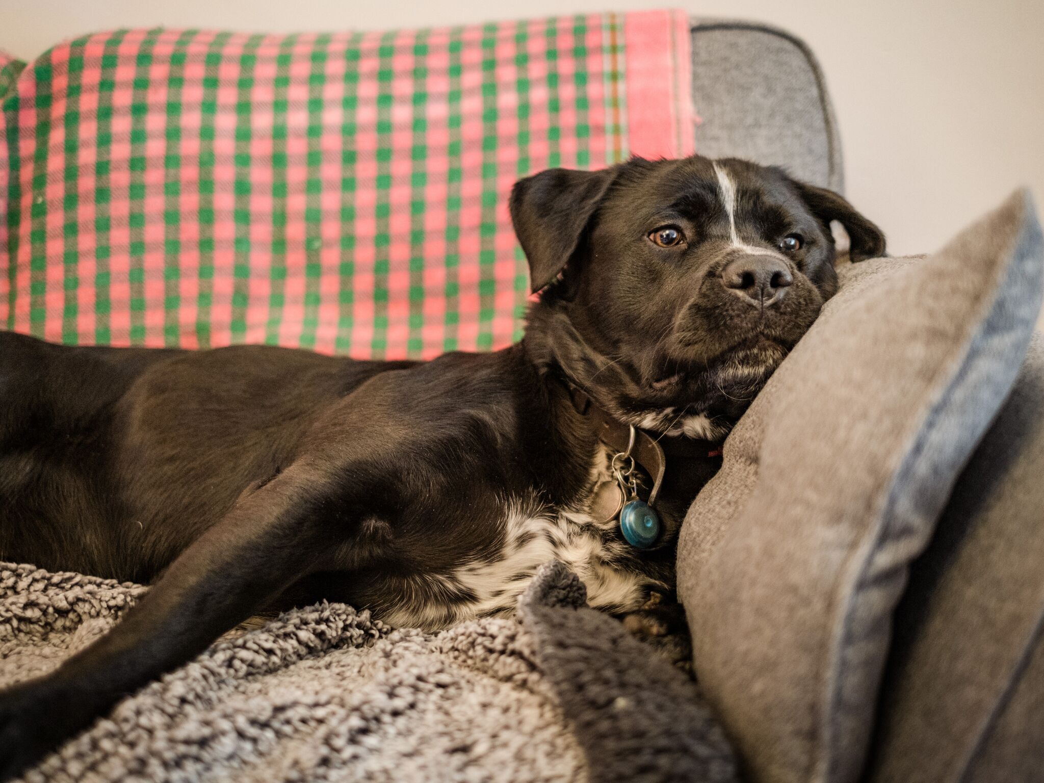 England: Almost 19,000 people back Dogs Trust’s call to end pet-friendly housing lottery