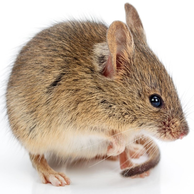 British Pest Control Association issues mouse infestation guide