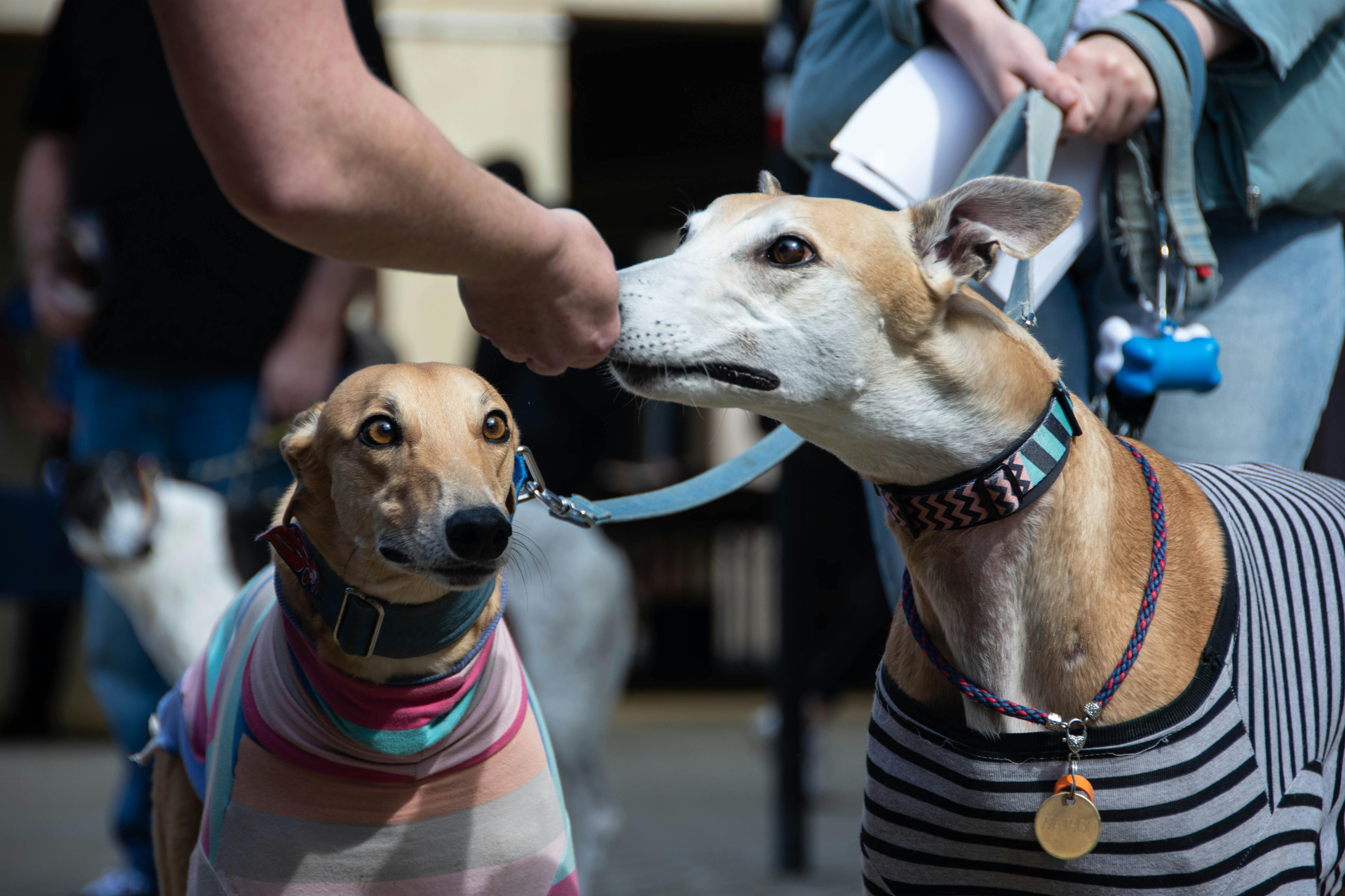 Greyhound track site 'could add £5.9m to Fife economy' if repurposed for housing